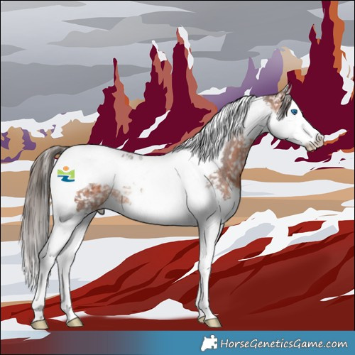 Horse Color:Bay Splash Tobiano Appaloosa Rabicano 