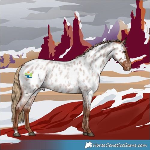 Horse Color:Red Roan Appaloosa 