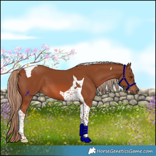 Horse Color:Chestnut Tobiano 