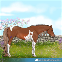 Horse Color:Chestnut Tobiano 