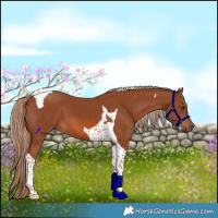 Horse Color:Chestnut Tobiano 