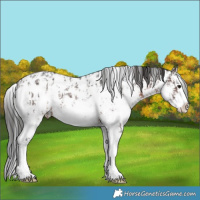 Horse Color:Brown Sabino Splash Appaloosa  and Brown Sabino Splash Appaloosa 