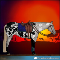 Horse Color:Smoky Grullo Tobiano Near Leopard 