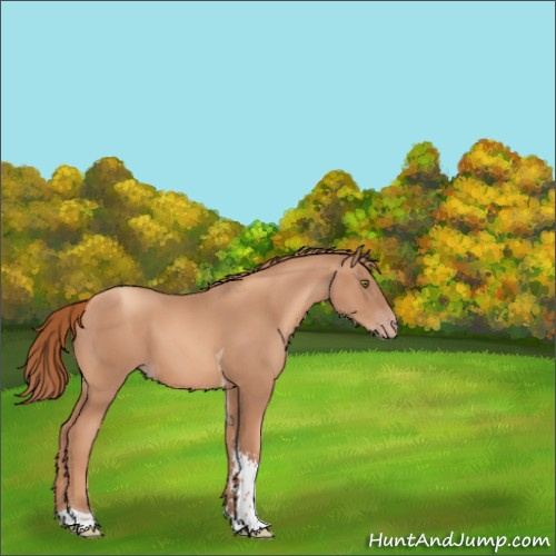 Horse Color:Gold Champagne Tobiano 
