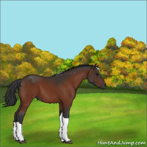 Horse Color:Bay Tobiano 