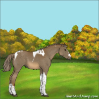 Horse Color:Chocolate Palomino Tobiano 