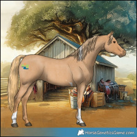 Horse Color:Red Roan Tobiano 