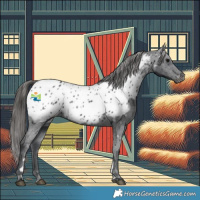 Horse Color:Black Appaloosa Rabicano 