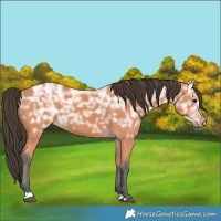 Horse Color:Bay Ice 