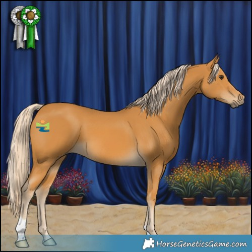 Horse Color:Palomino 