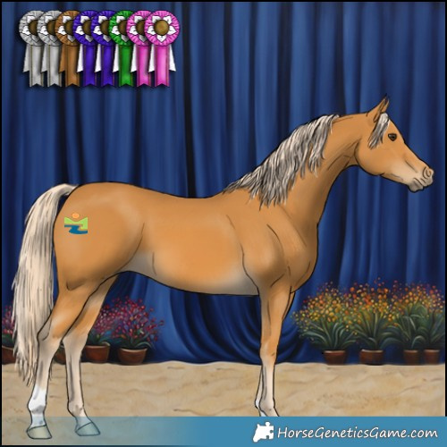 Horse Color:Palomino 