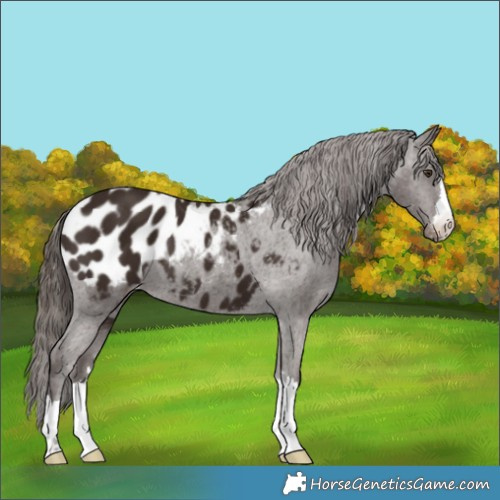 Horse Color:Liver Chestnut Appaloosa 