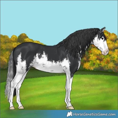 Horse Color:White Spotted Black Splash 
