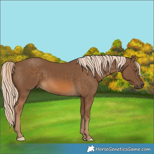 Horse Color:Chocolate Palomino 