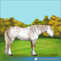 Horse Color:Gray Palomino Ice