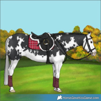 Horse Color:White Spotted Black Splash 