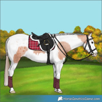 Horse Color:Bay Splash Tobiano Appaloosa 