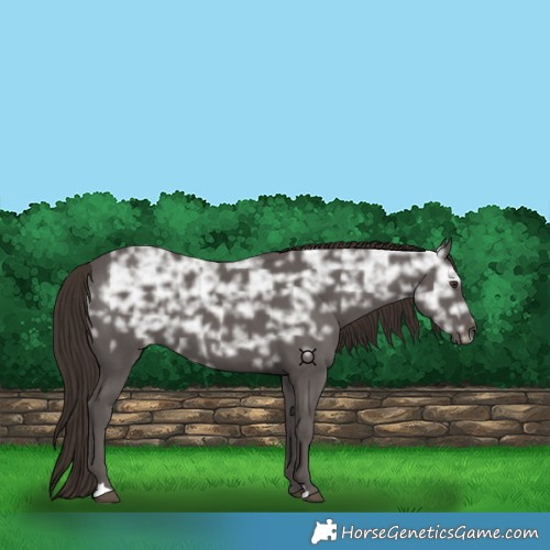Horse Color:Liver Chestnut Ice 