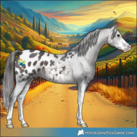 Horse Color:Brown Sabino Appaloosa 