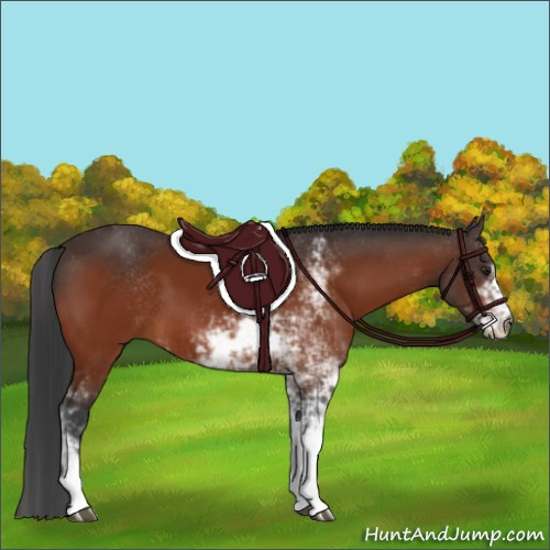 Horse Color:Brown Sabino 