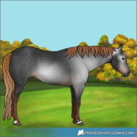 Horse Color:Gray Liver Chestnut
