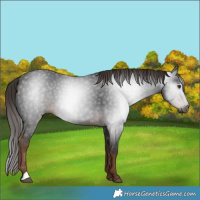 Horse Color:Gray Liver Chestnut 