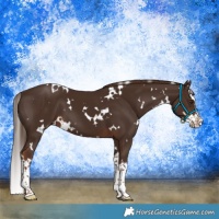 Horse Color:White Spotted Liver Chestnut Splash 