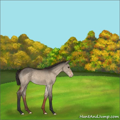 Horse Color:Brown Dun Appaloosa 