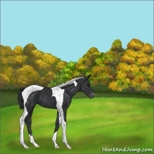 Horse Color:Black Tobiano Appaloosa 