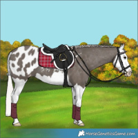 Horse Color:Silver Black Splash Appaloosa 