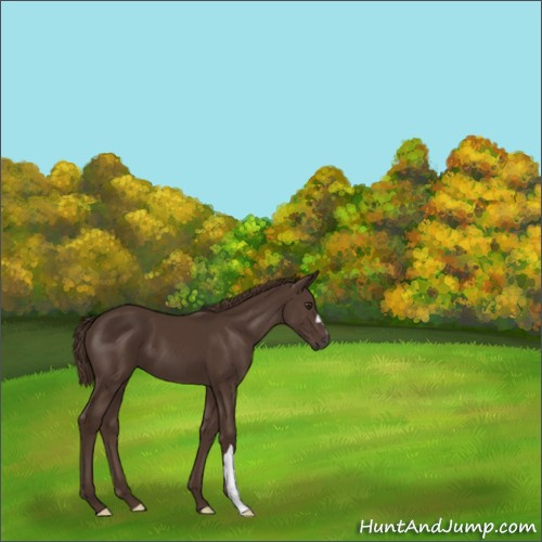 Horse Color:Liver Chestnut 