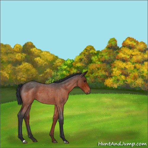 Horse Color:Brown Roan Rabicano 