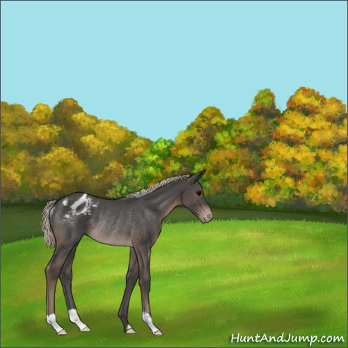 Horse Color:Silver Black Appaloosa Rabicano 