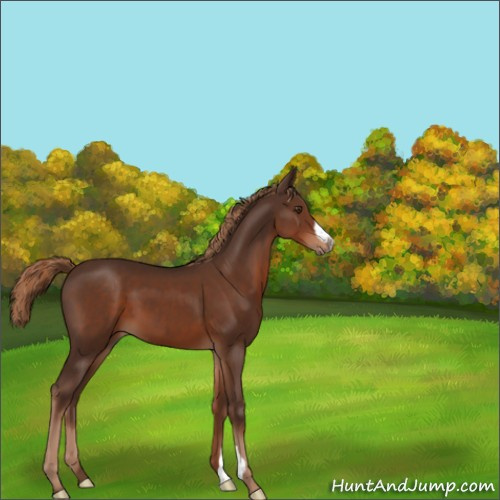 Horse Color:Liver Chestnut 