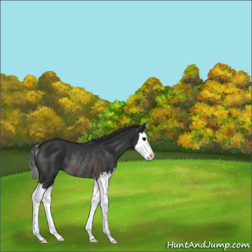 Horse Color:Brown Sabino Splash Rabicano 