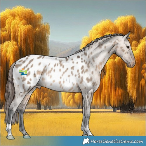 Horse Color:Brown Dun Appaloosa Rabicano 