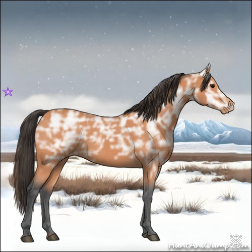 Horse Color:Bay Ice Appaloosa
