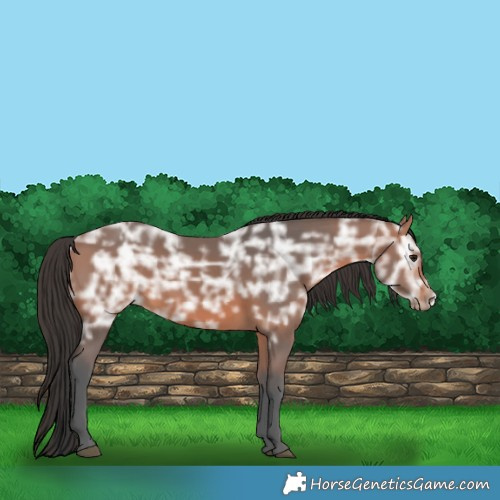Horse Color:Bay Ice 