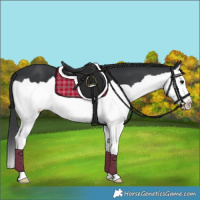 Horse Color:Black Splash 