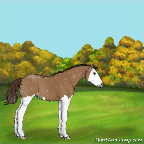 Horse Color:Gray Red Dun Splash 