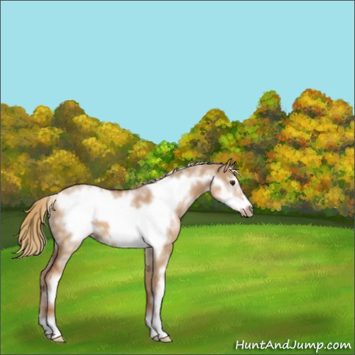 Horse Color:White Spotted Red Dun Frame 