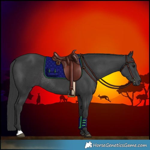 Horse Color:Black Rabicano 