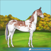 Horse Color:Painted White Spotted Chestnut Splash Tobiano 