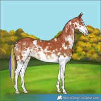 Horse Color:Painted White Spotted Chestnut Splash 