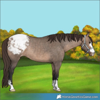 Horse Color:Bay Dun Appaloosa Rabicano 