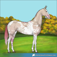 Horse Color:Watercolor White Spotted Red Dun Ice Splash Tobiano 