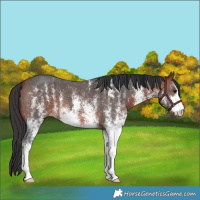 Horse Color:White Spotted Bay 