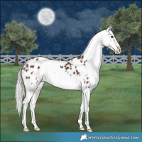 Horse Color:White Spotted Silver Brown Appaloosa 