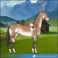 Horse Color:White Spotted Bay Dun 