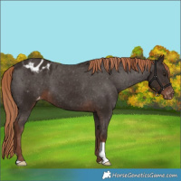 Horse Color:Liver Chestnut Appaloosa 